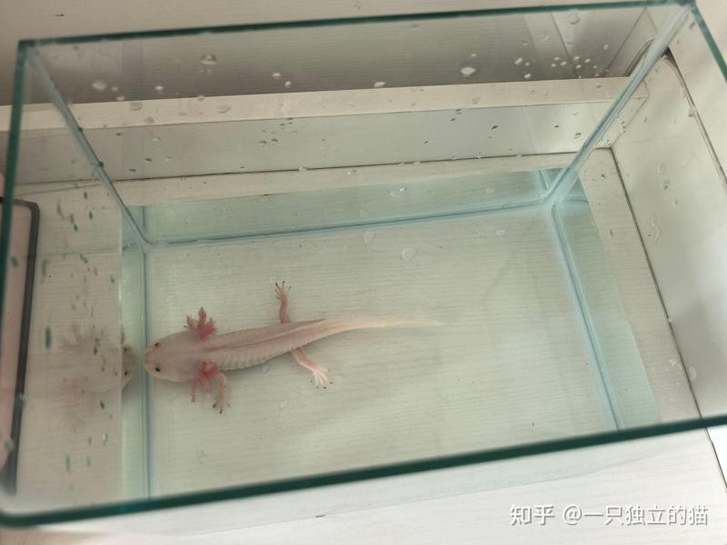 六腳龍魚多少錢一條圖片