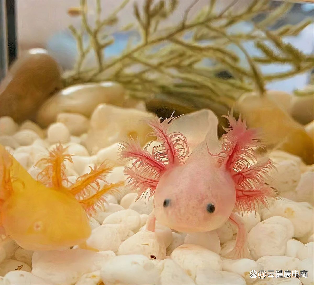 六腳龍魚多少錢一條圖片