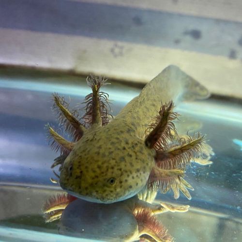 六腳龍魚多少錢一條圖片