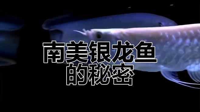 銀龍魚長大后圖片