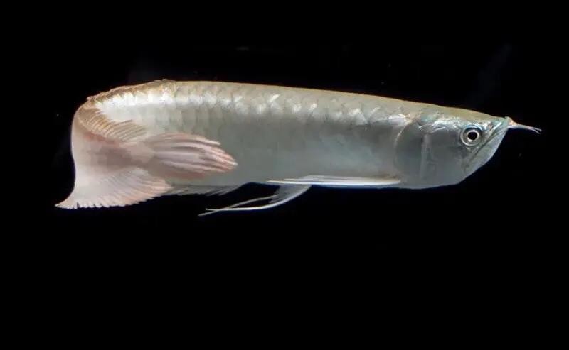 銀龍魚長大后圖片