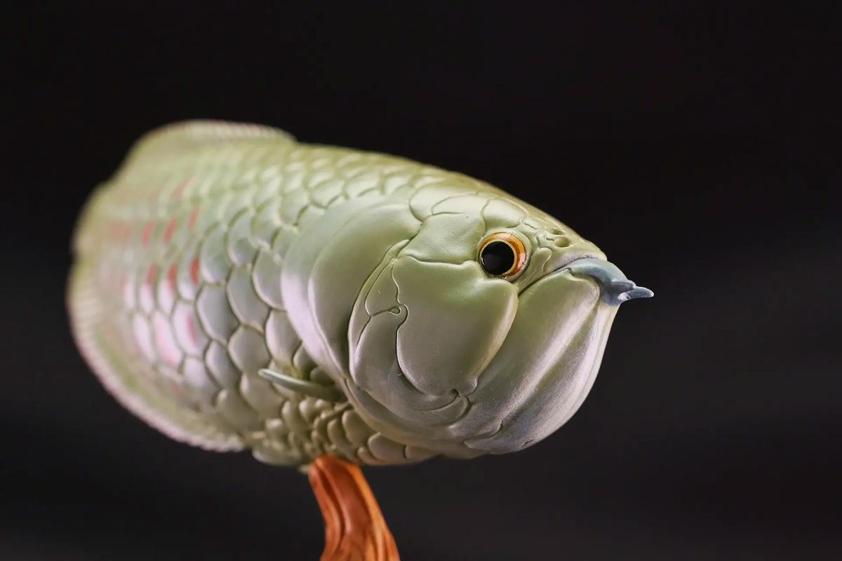 銀龍魚長大后圖片