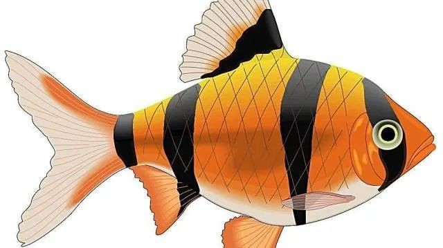 如何判斷龍魚鰓蓋是哪種病因？