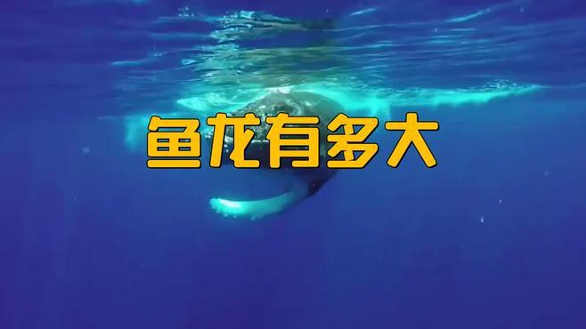 這些魚龍中哪種最大？