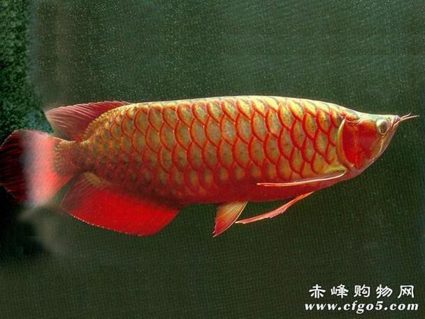 金龍魚的圖片大全高清大圖 龍魚百科 第38張 金龍魚的圖片大全高清大圖 金龍魚的圖片大全高清大圖 龍魚百科 第38張