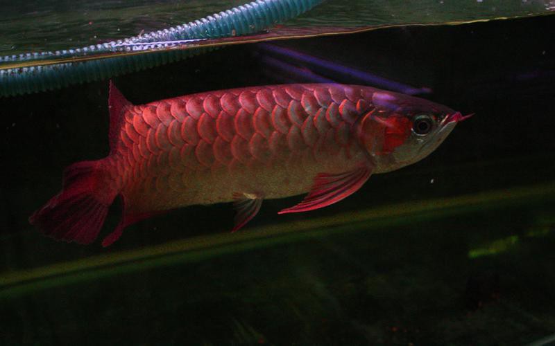 金龍魚的圖片大全高清大圖 龍魚百科 第33張 金龍魚的圖片大全高清大圖 金龍魚的圖片大全高清大圖 龍魚百科 第33張