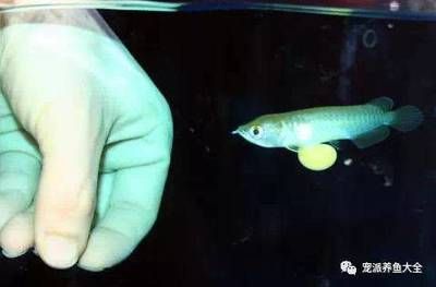 龍魚一般長多大可以繁殖后代：龍魚的生長和繁殖