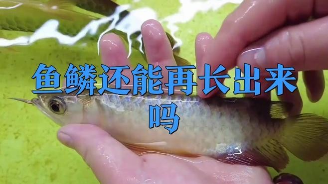 銀龍魚掉鱗片