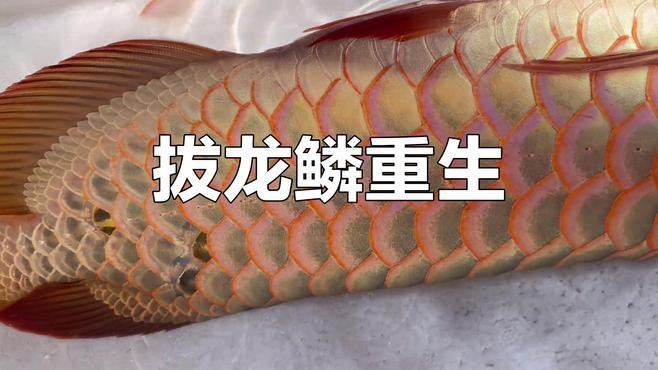 黑鱗龍魚(yú)換水時(shí)需要注意什么？