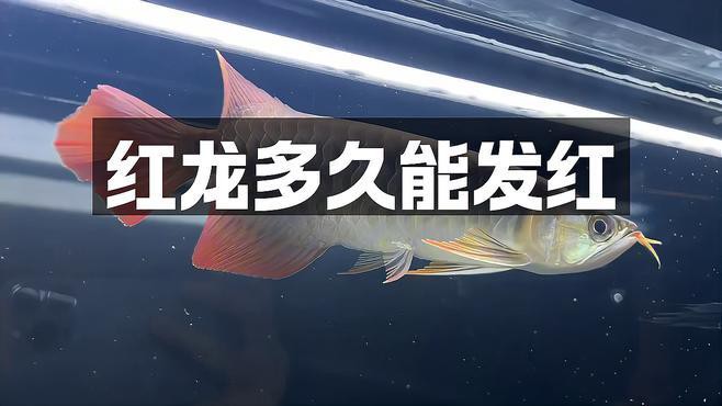紅龍魚哪個血統發色最快？