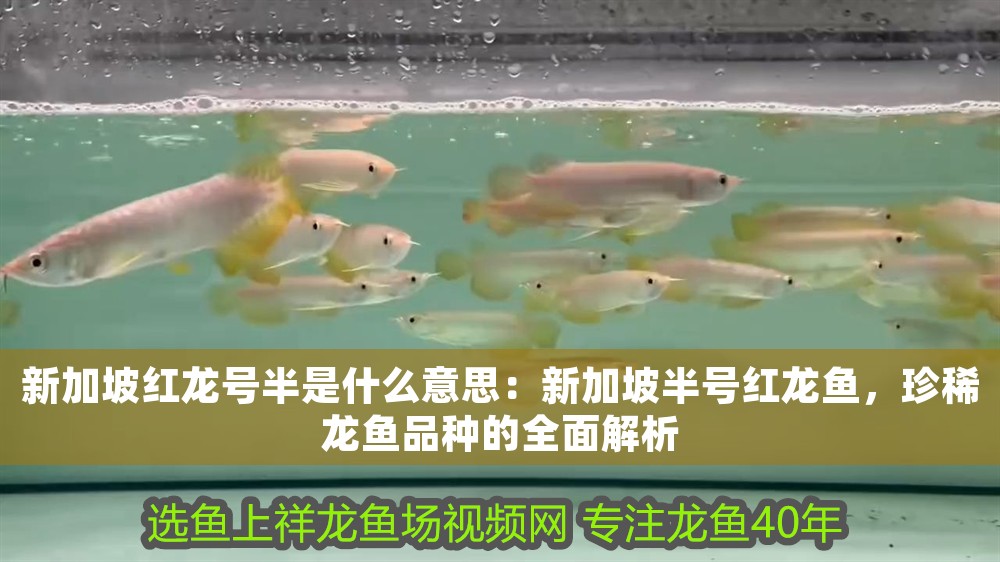 新加坡紅龍號半是什么意思：新加坡半號紅龍魚，珍稀龍魚品種的全面解析