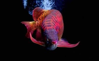 紅龍魚翹頭壓過是什么操作：關于紅龍魚翹頭壓過是什么操作