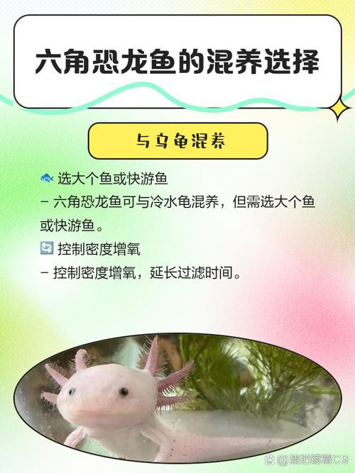 六角恐龍魚值錢嗎圖片