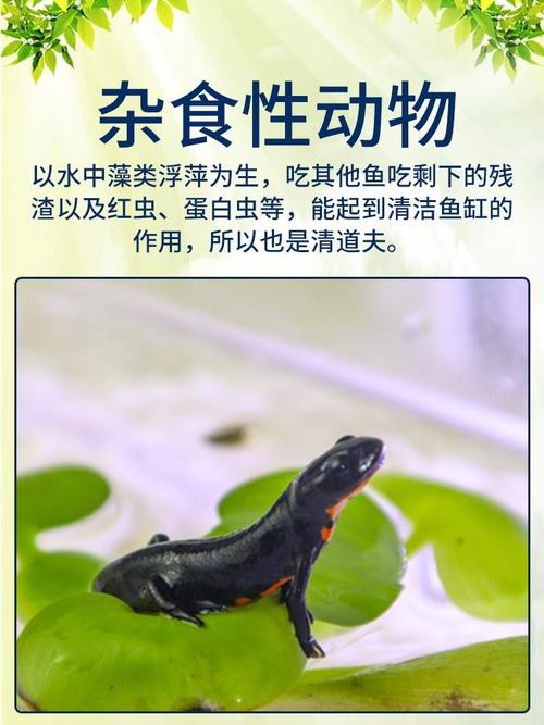 六角恐龍魚值錢嗎圖片