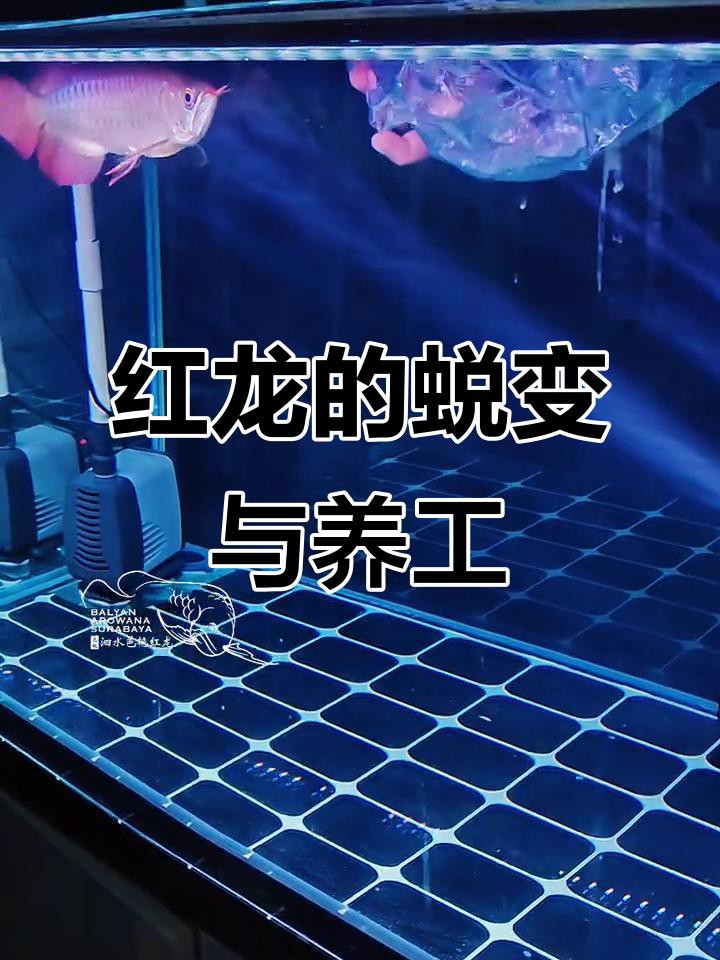 超血紅龍需要多大的魚缸？