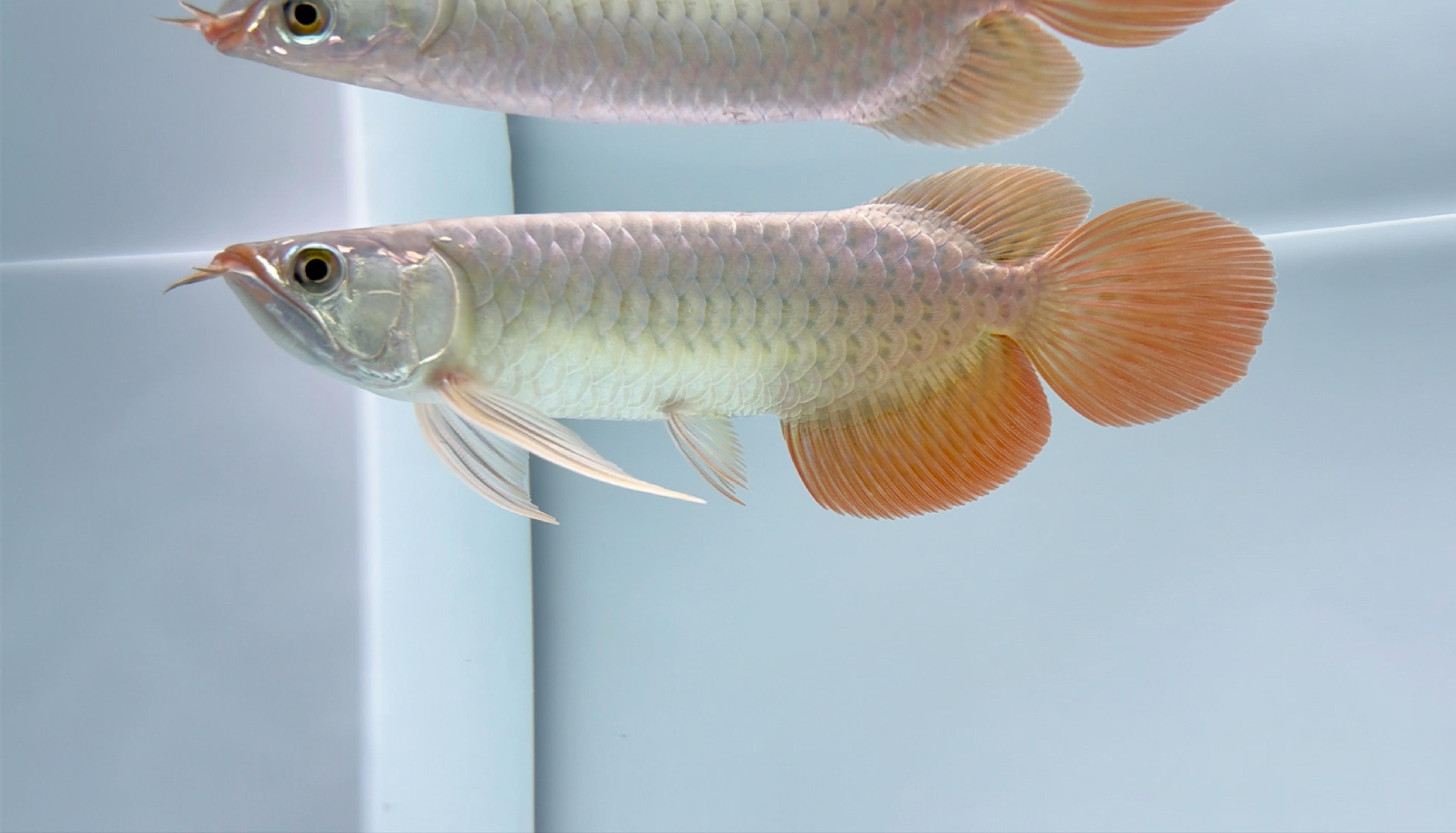 超血紅龍需要多大的魚缸？