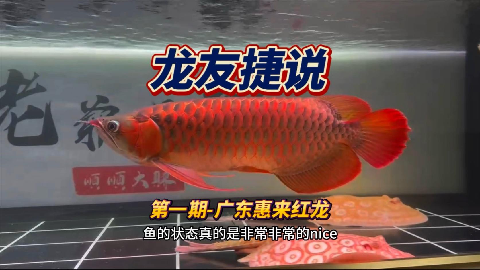 超血紅龍需要多大的魚缸？