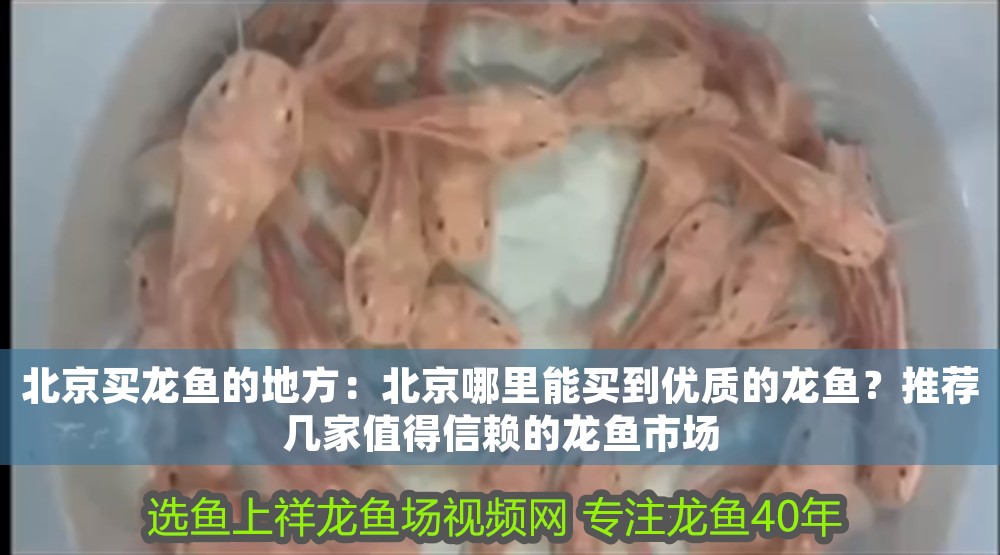 北京買龍魚的地方：北京哪里能買到優質的龍魚？推薦幾家值得信賴的龍魚市場