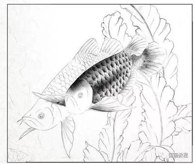 國畫工筆金龍魚怎么畫好看又簡單：國畫工筆金龍魚怎么畫好看