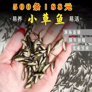 龍魚飼料魚 分開養嗎好嗎：龍魚飼料魚分開養好嗎