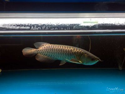 金龍魚和什么魚混養(yǎng)最好一般養(yǎng)幾條（關(guān)于金龍魚混養(yǎng)的最佳搭配及數(shù)量建議）