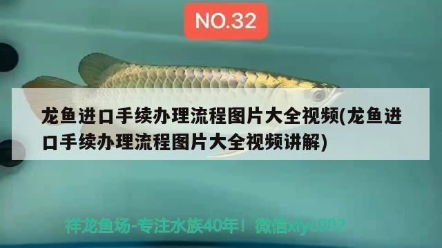 龍魚進口手續(xù)流程視頻：龍魚進口手續(xù)和流程