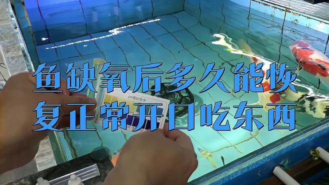 紅龍魚缺氧后多久恢復