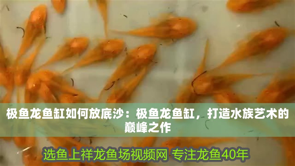 極魚龍魚缸如何放底沙：極魚龍魚缸，打造水族藝術(shù)的巔峰之作