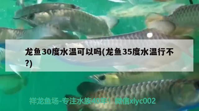 龍魚水溫35度有危險嗎，龍魚在水溫達到35度會有生命危險嗎？