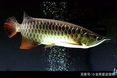 龍魚水溫35度有危險嗎，龍魚在水溫達到35度會有生命危險嗎？