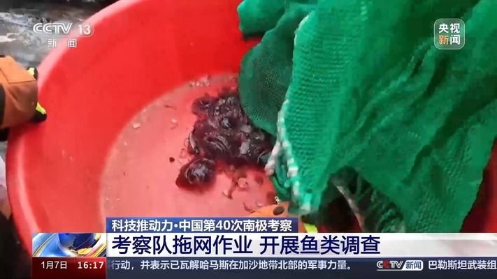 雪龍魚飼料保存技巧：雪龍魚飼料保存技巧雪龍魚飼料保存技巧