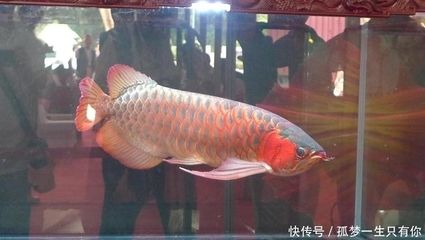 龍協杯龍魚大賽結果：關于第二十屆“長城杯”世界龍魚錦標賽的問題