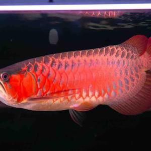 紅龍魚散尾（紅龍魚發(fā)尾巴有點(diǎn)散怎么回事）