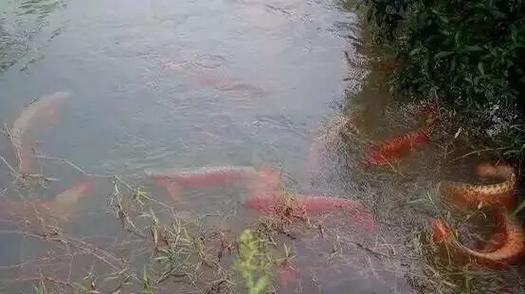 印尼紅龍魚場有哪些