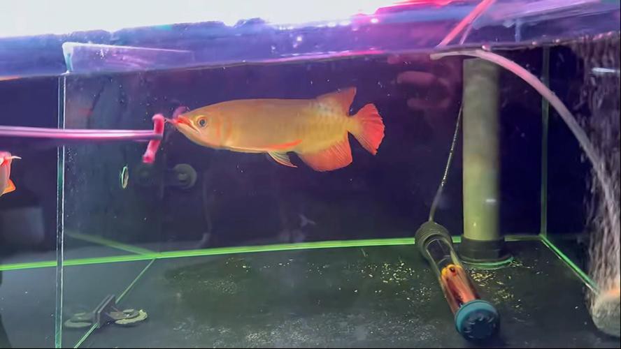 印尼紅龍魚場有哪些