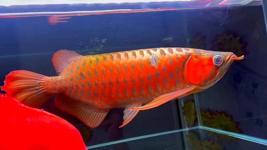 印尼紅龍魚場有哪些