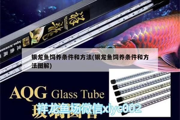 銀龍魚活餌安全處理方法：銀龍魚活餌的安全處理方法