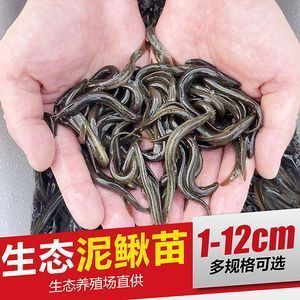 銀龍魚活餌安全處理方法：銀龍魚活餌的安全處理方法