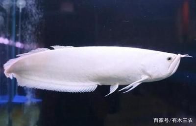 龍魚最貴的多少錢