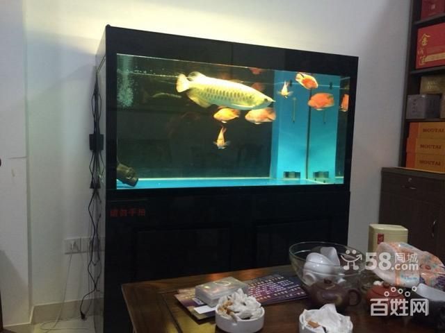 大過背金龍魚：大過背金龍魚是一種非常具有觀賞價值的淡水魚