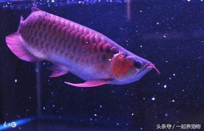 龍魚吃兩口就吐出來了：為什么龍魚吃兩口就吐出來了