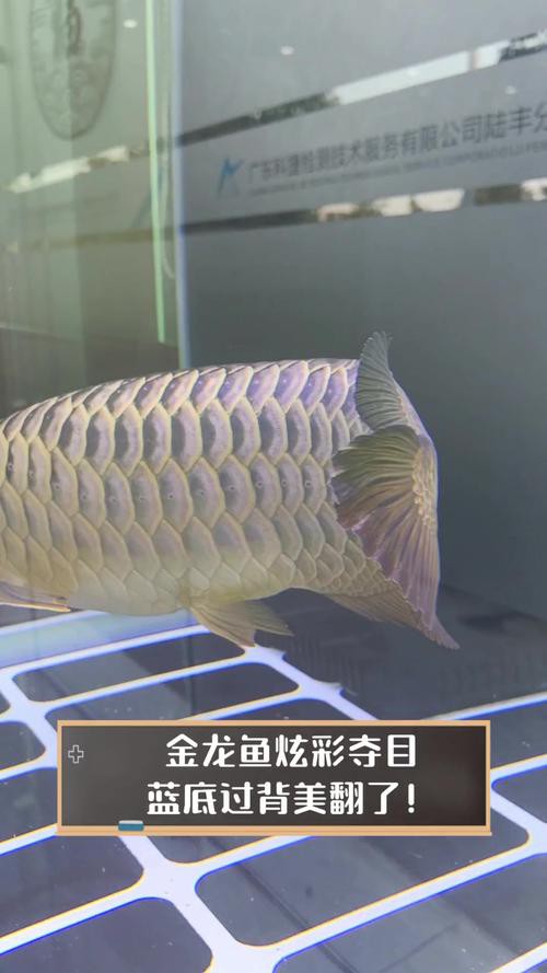 藍色龍魚價格表圖片大全