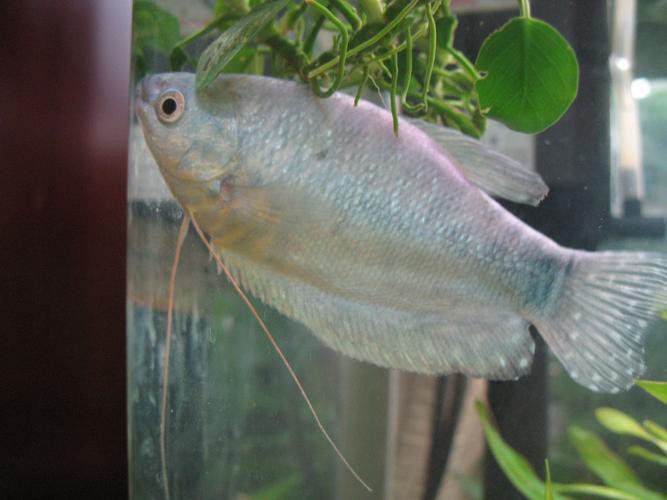 藍色龍魚價格表圖片大全