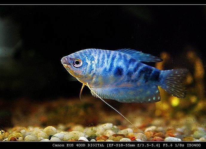 藍色龍魚價格表圖片大全