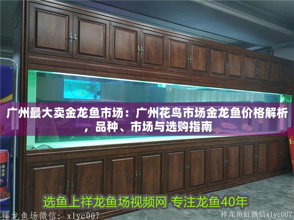 廣州最大賣金龍魚市場：廣州花鳥市場金龍魚價格解析，品種、市場與選購指南