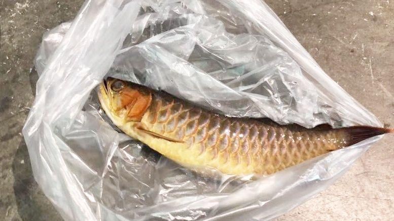 龍魚爛尾后如何判斷病情嚴重程度？