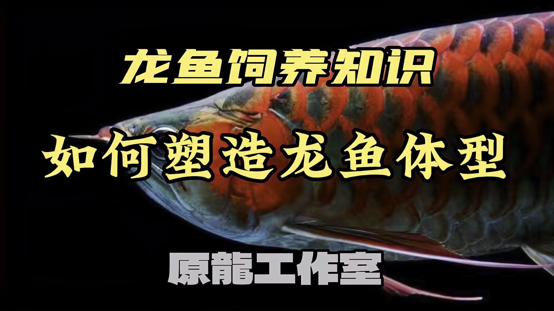 銀龍魚怎么養寬身