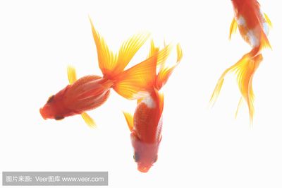 金龍魚壁紙招財魚：關于金龍魚壁紙招財魚的問題