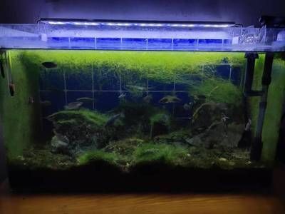 魚缸一般多久放一次鹽，海水魚缸加鹽的最佳時機