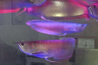 銀龍魚光照強(qiáng)度調(diào)節(jié)方法：如何模擬自然光照養(yǎng)魚，銀龍魚光照不足的后果